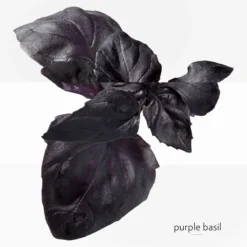 Hermès Eau De Basilic Pourpre, Eau De Cologne -escentials store escentials HMF105009V0 5