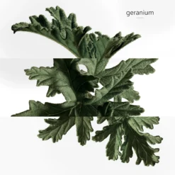 Hermès Eau De Basilic Pourpre, Eau De Cologne -escentials store escentials HMF105009V0 7