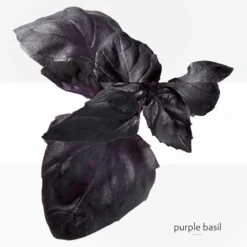 Hermès Eau De Basilic Pourpre, Perfumed Soap -escentials store escentials HMF105101V0 5