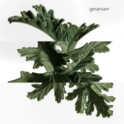 Hermès Eau De Basilic Pourpre, Perfumed Soap -escentials store escentials HMF105101V0 7